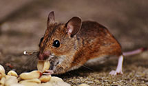 pharmaceutical-pest-control Experts in Millbury